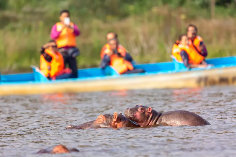 The Hippopotamus of Naivasha: Majestic Giants of Lake Naivasha