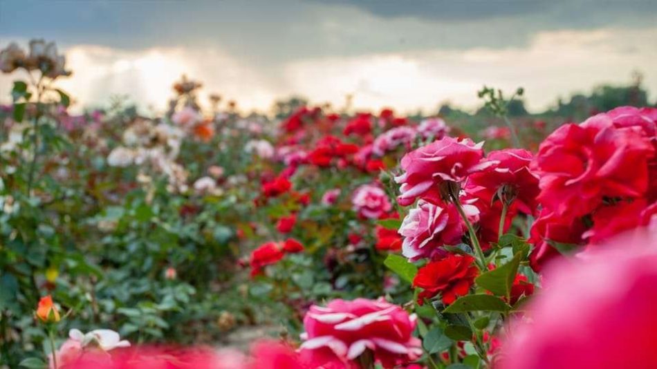 Blossoms of Naivasha: Exploring the Flower Farms
