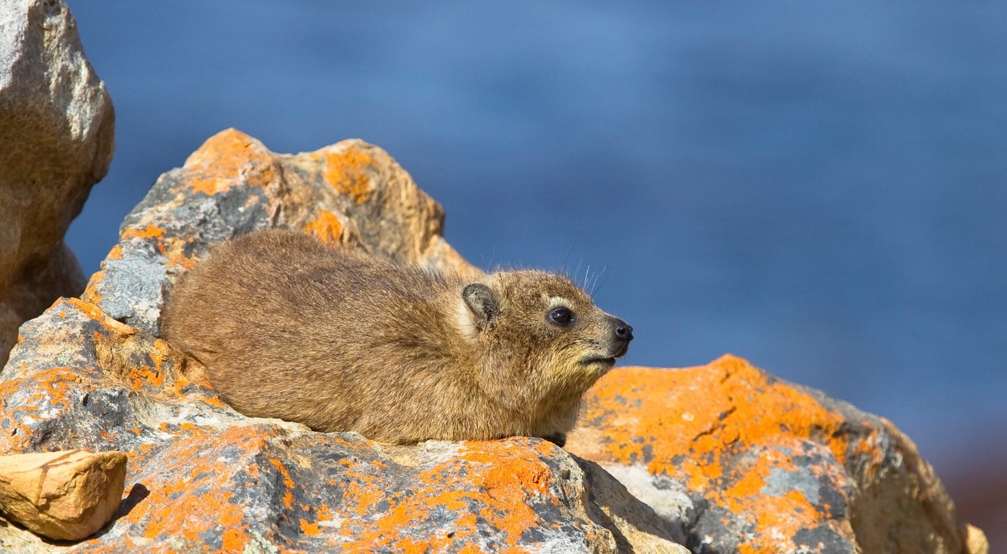 Hyrax Hill: Walking Through 3,000 Years of History
