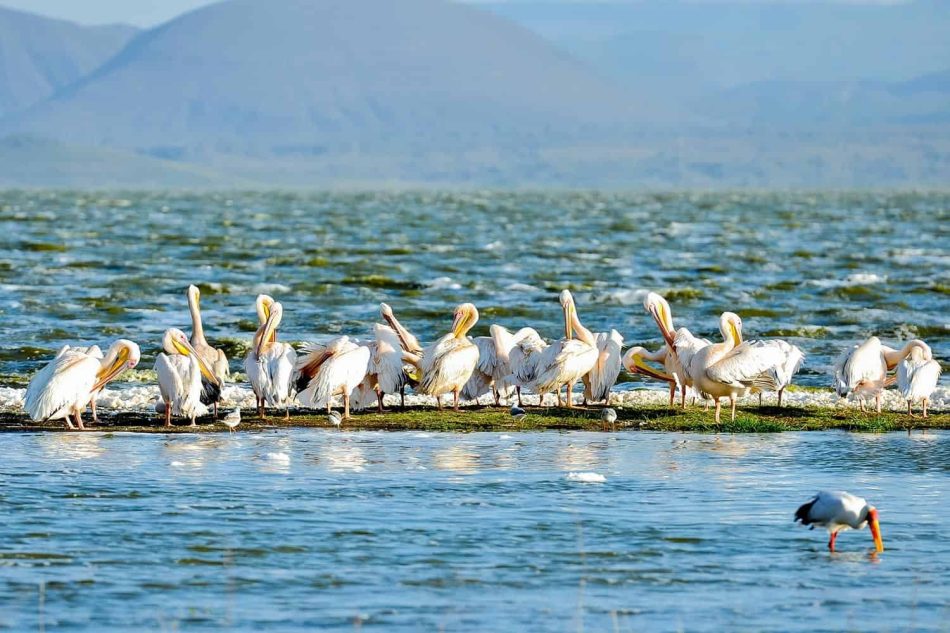 Lake Elementaita: Where Still Waters Meet Flamingo Skies
