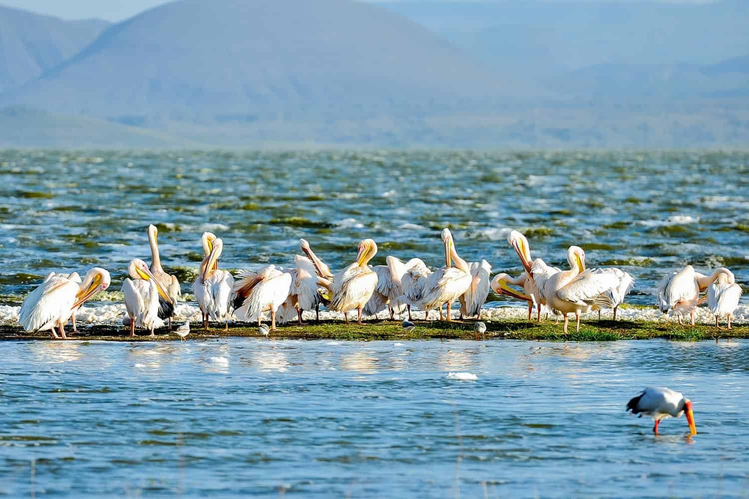 Lake Elementaita: Where Still Waters Meet Flamingo Skies