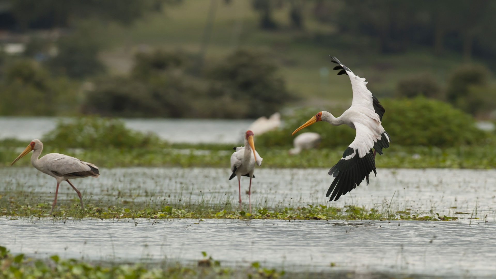 Birdwatching Around Lake Naivasha: A Paradise for Nature Lovers