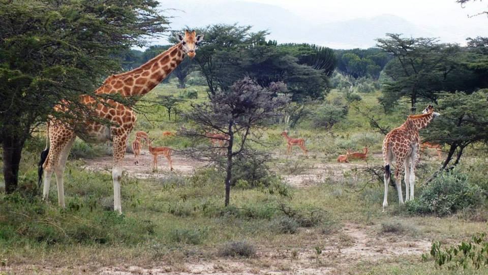 Kigio Wildlife Conservancy: Where Nature Thrives Near Lemaiyan Suites