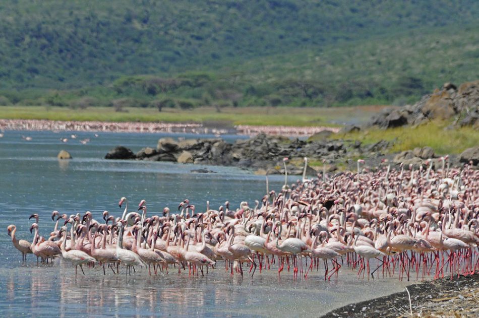 Exploring Lake Naivasha and Beyond : Adventures Near Lemaiyan Suites