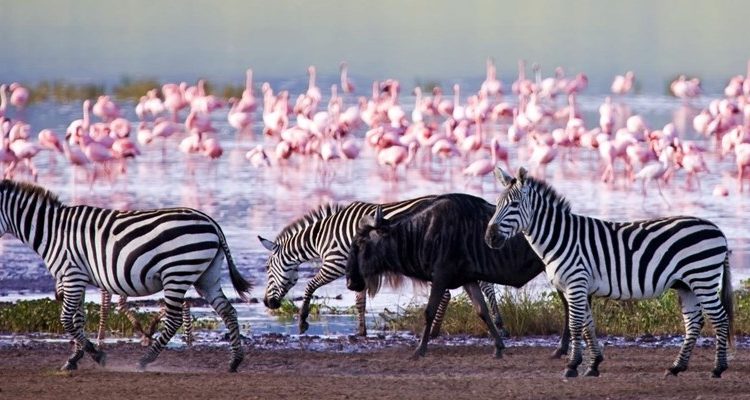 Lake Nakuru National Park: Safari Adventure Near Lemaiyan Suites.