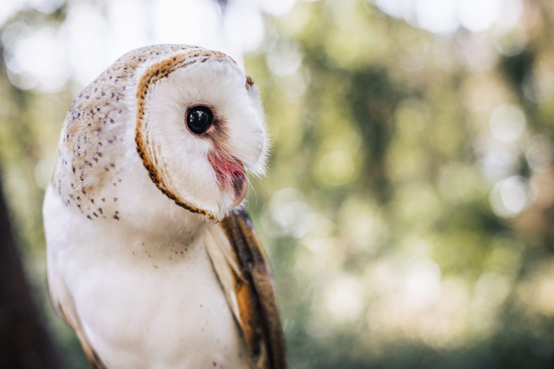 Naivasha Raptor Centre: A Haven for Kenya’s Birds of Prey