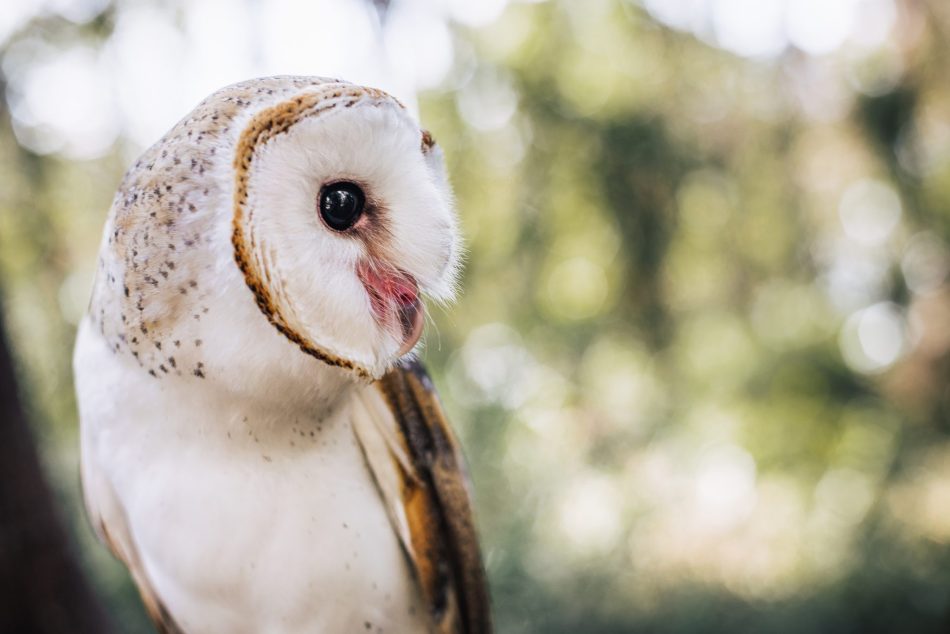 Naivasha Raptor Centre: A Haven for Kenya’s Birds of Prey