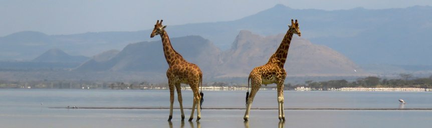 Soysambu Conservancy: The Untamed Beauty In Naivasha
